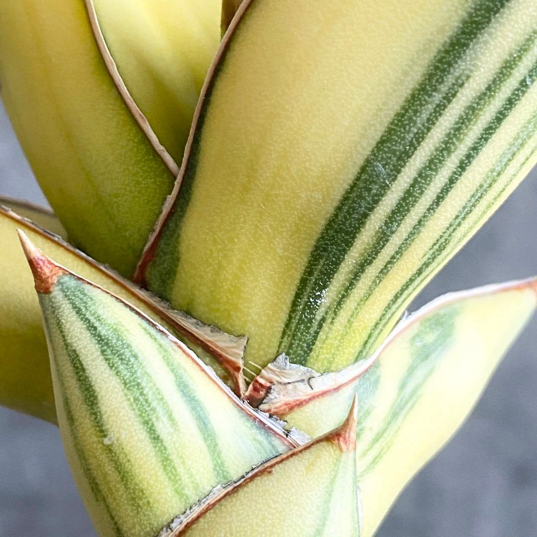 t*a様 S11330★オークション販売★ サンスベリア ピングイキュラ 極上斑