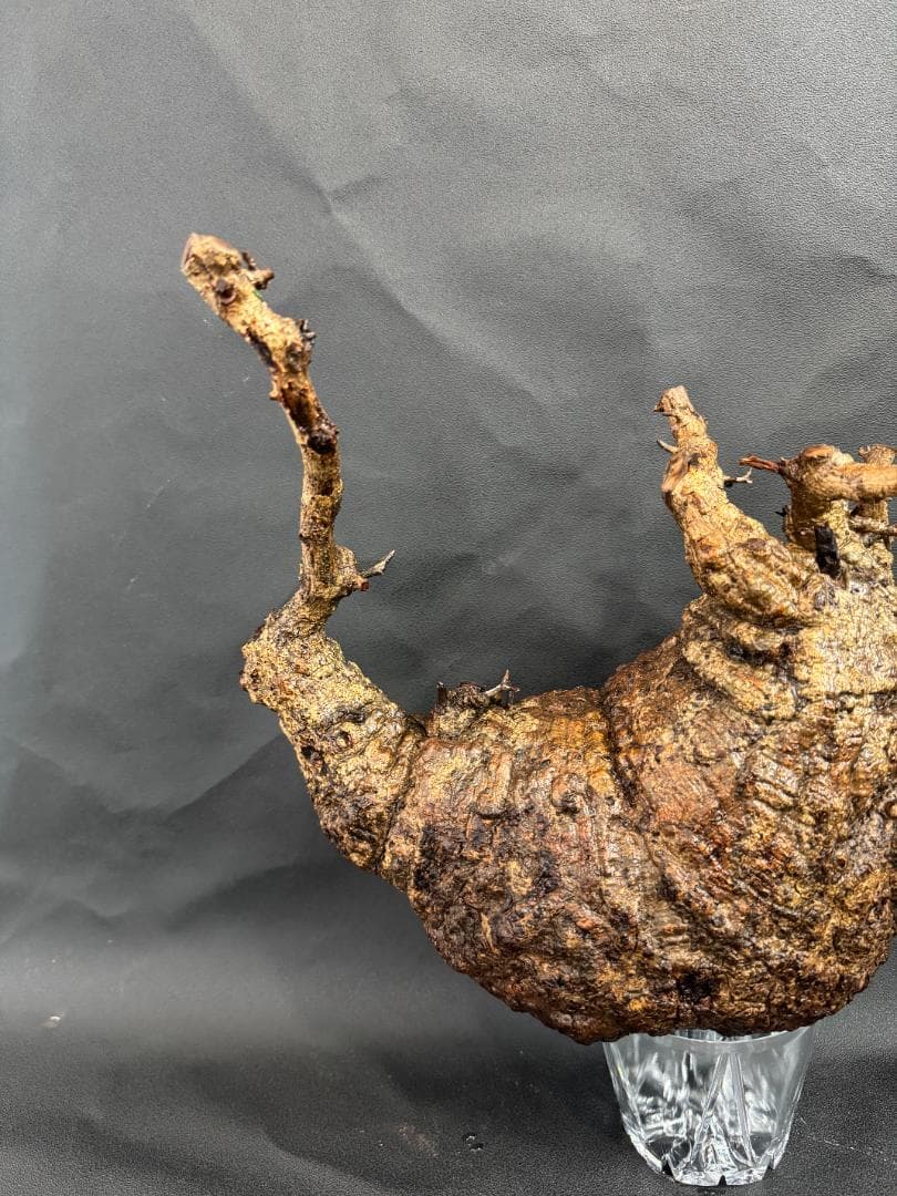 オペルクリカリアパキプス　ベアルート