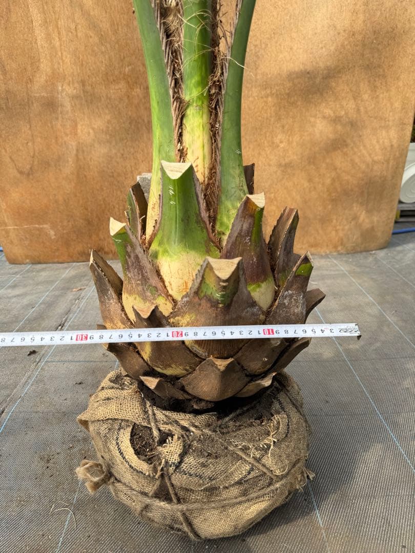 ココスヤシシルバーリーフ【極太】葉先170cm幹回り90cm 幹高40cm