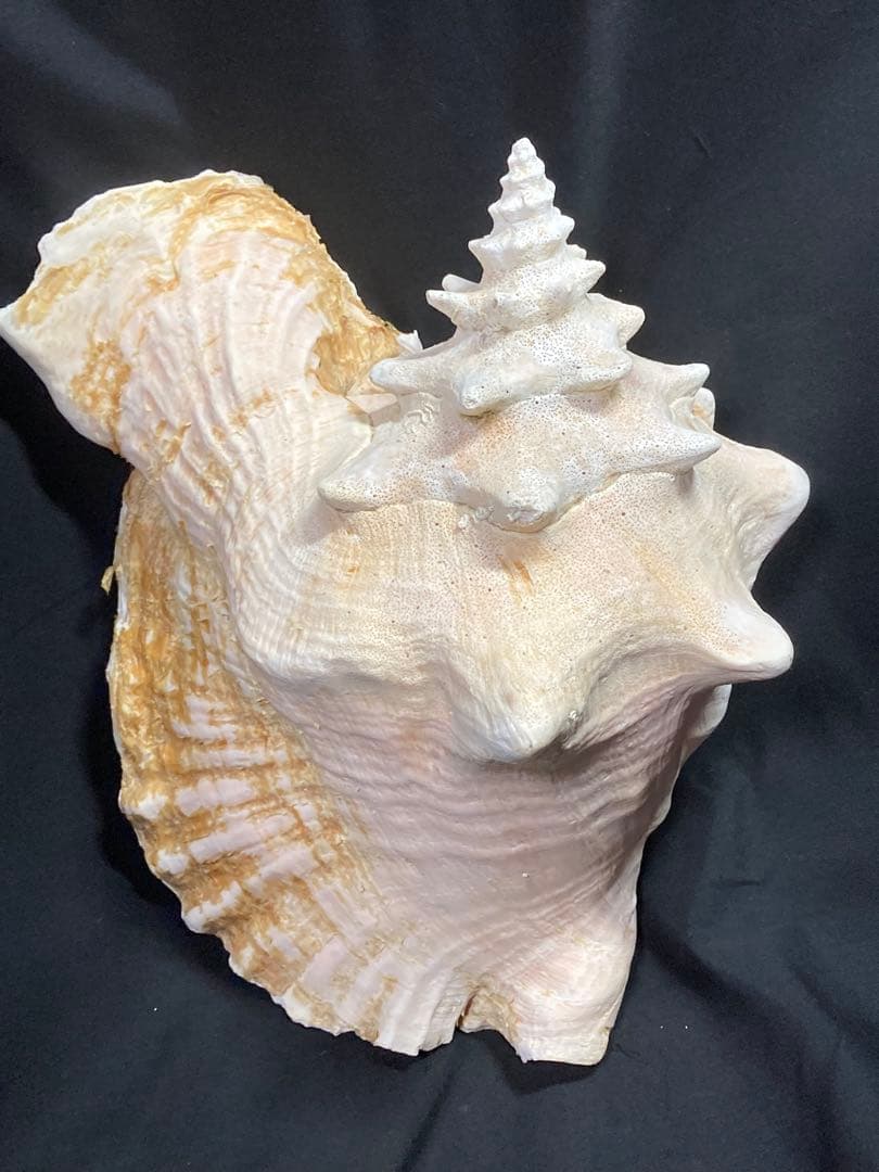 超特大　コンク貝、ピンク貝 (カリブ海産　特大サイズ　約30cm、2344g)