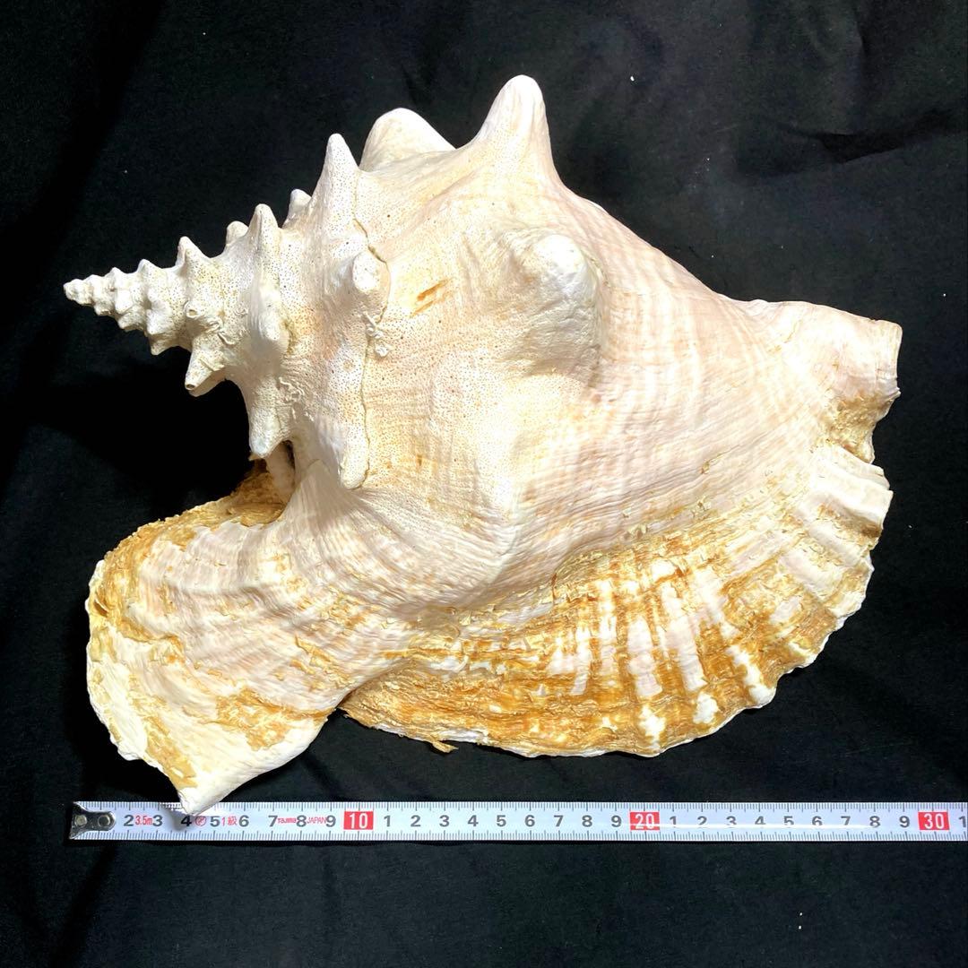 超特大　コンク貝、ピンク貝 (カリブ海産　特大サイズ　約30cm、2344g)