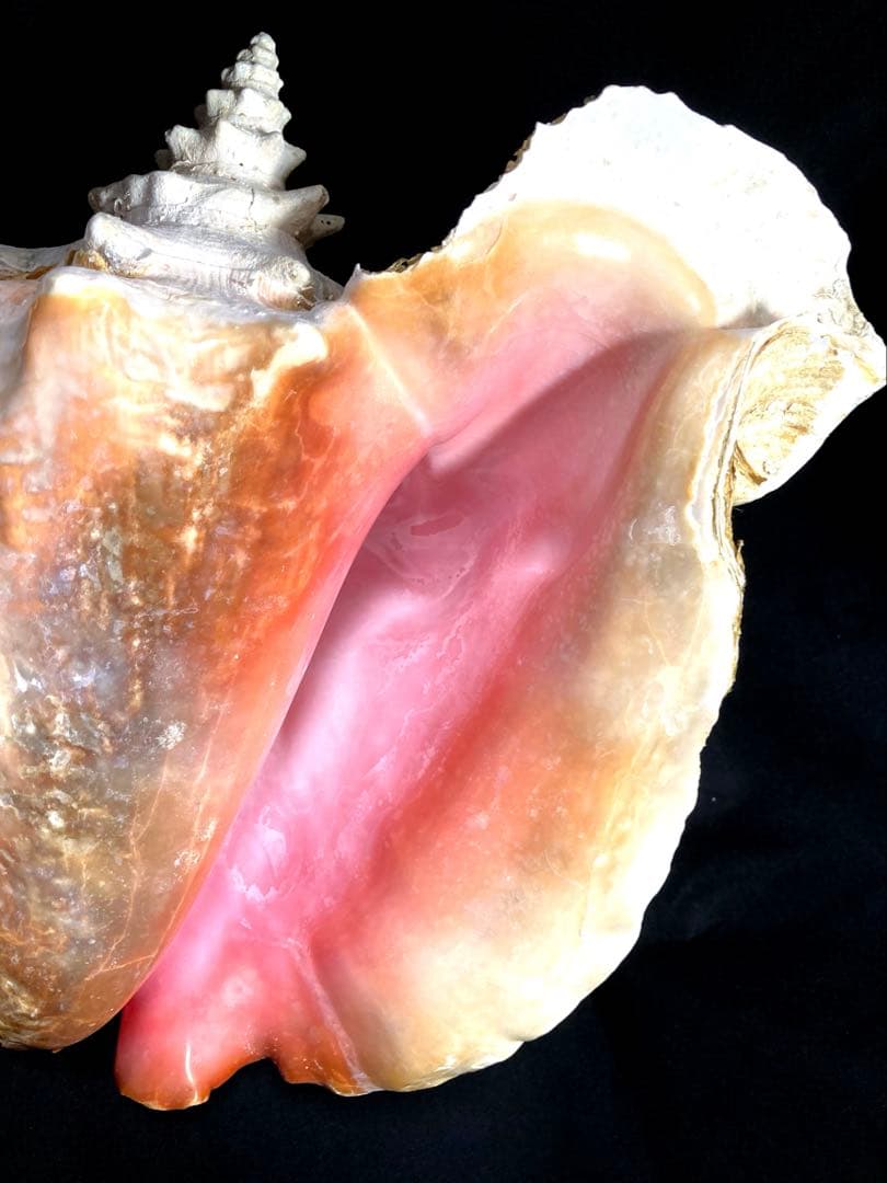 超特大　コンク貝、ピンク貝 (カリブ海産　特大サイズ　約30cm、2344g)