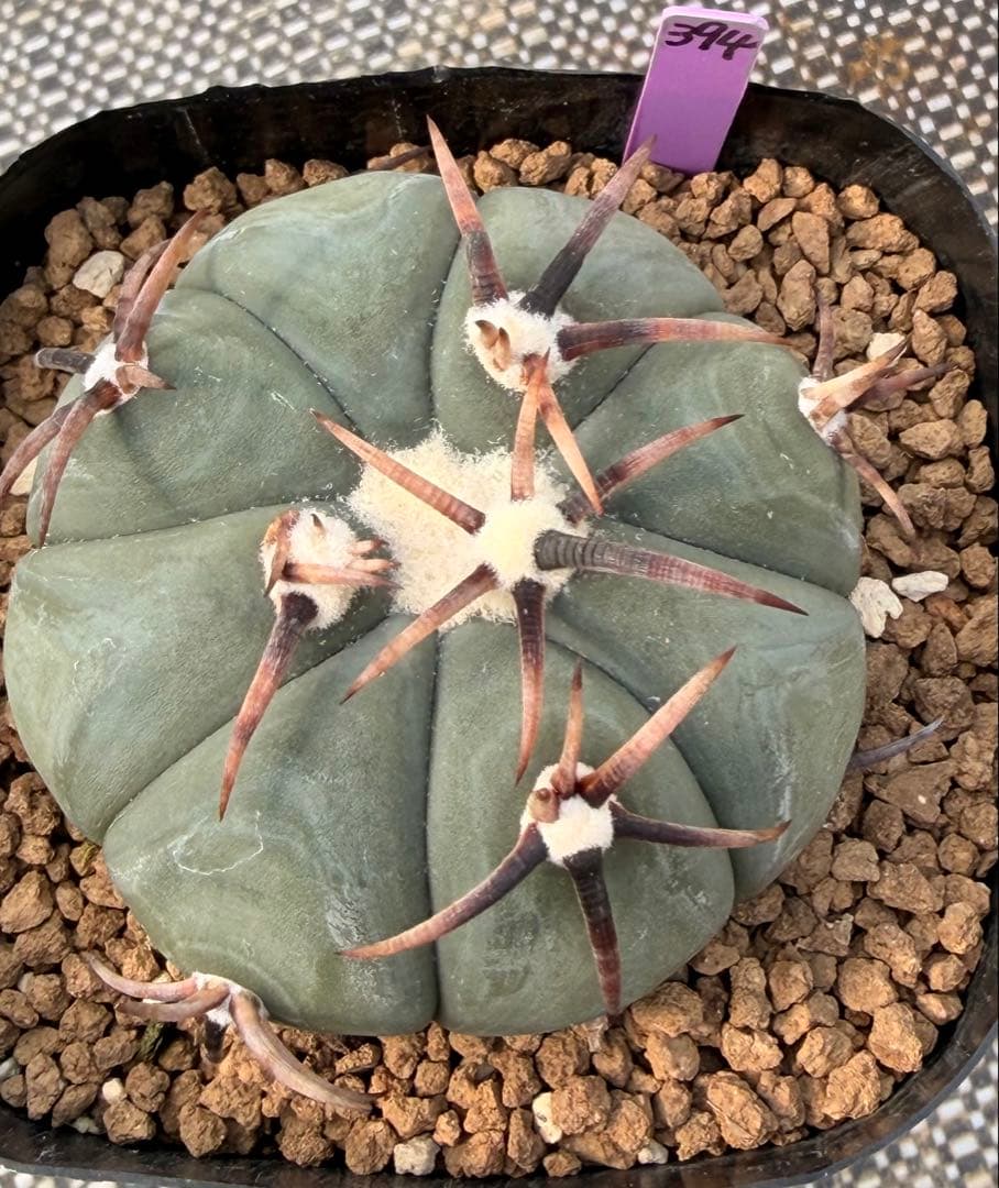 エキノカクタス　雷帝