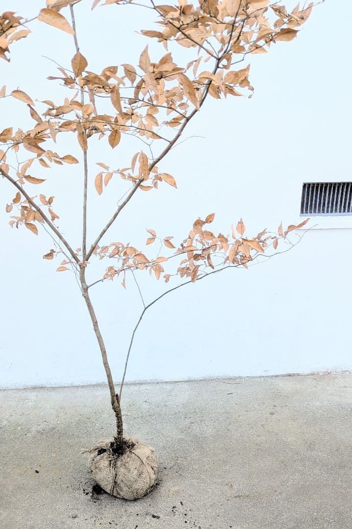 素性優良。山採りヤマコウバシ。