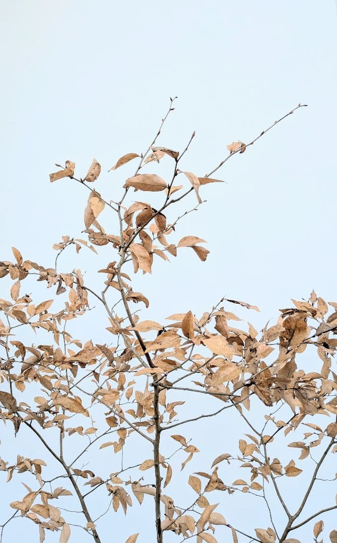 素性優良。山採りヤマコウバシ。