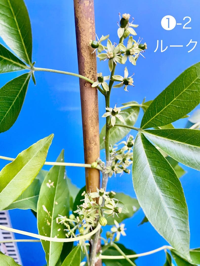 くろ❶-2ホワイトサポテ　ルーク 接木苗