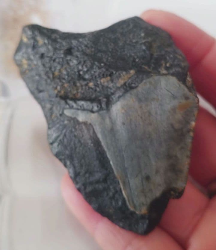 メガロドンの歯の化石B　不完全アメリカノースキャロライナ