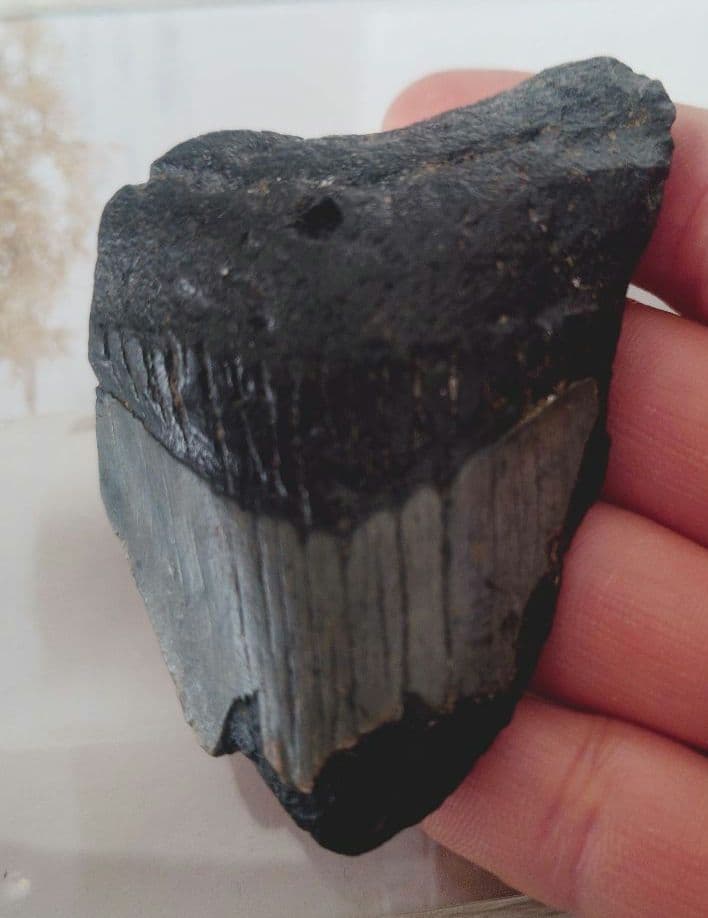 メガロドンの歯の化石B　不完全アメリカノースキャロライナ
