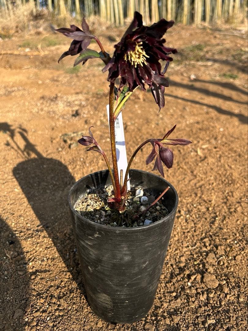 み*ん様 クリスマスローズ開花株『ブラックマジック』来期用1-2