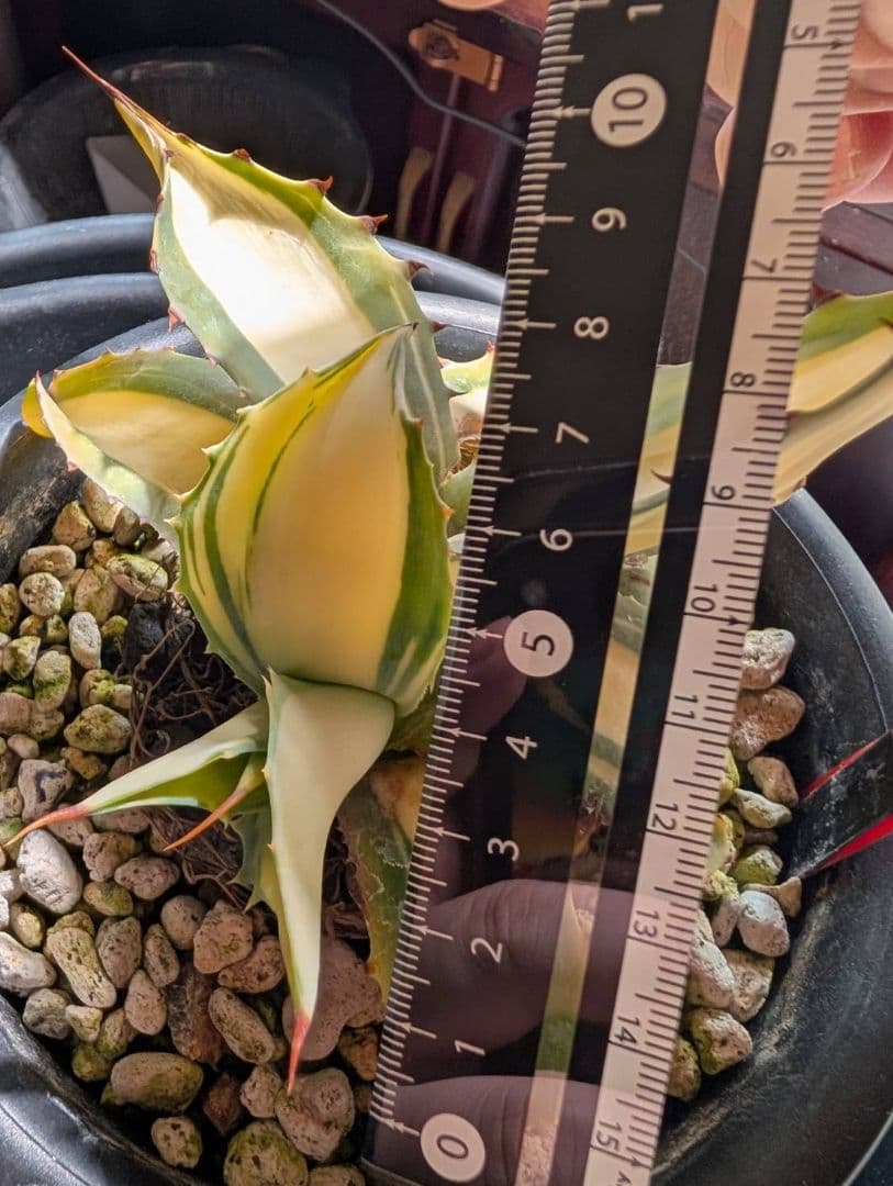 M*K様 アガベオバティフォリア黄中斑　未発根子株