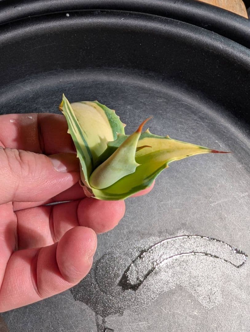 M*K様 アガベオバティフォリア黄中斑　未発根子株