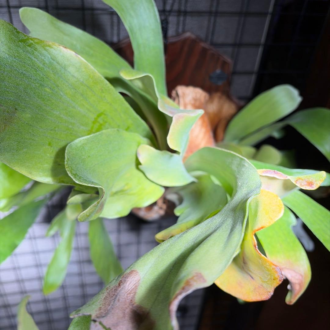 ビカクシダ　コウモリラン　ヒリー