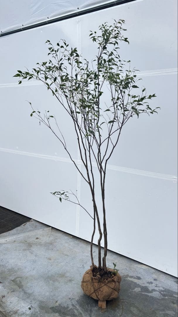 ricca 樹形が魅力的 山採り ハイノキ 株立 717 樹高1.8m位