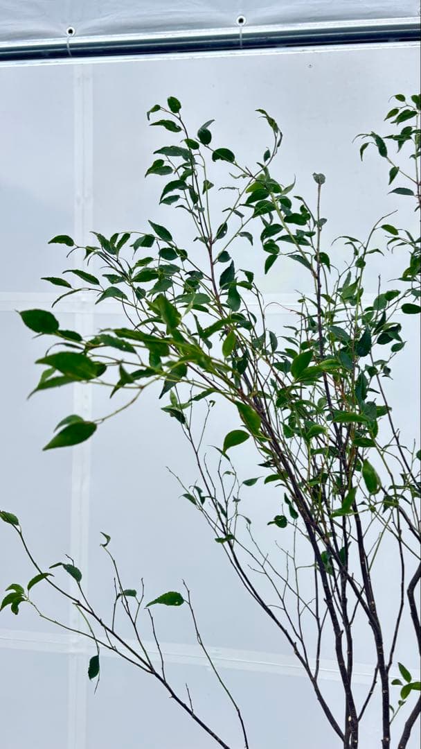 ricca 樹形が魅力的 山採り ハイノキ 株立 717 樹高1.8m位