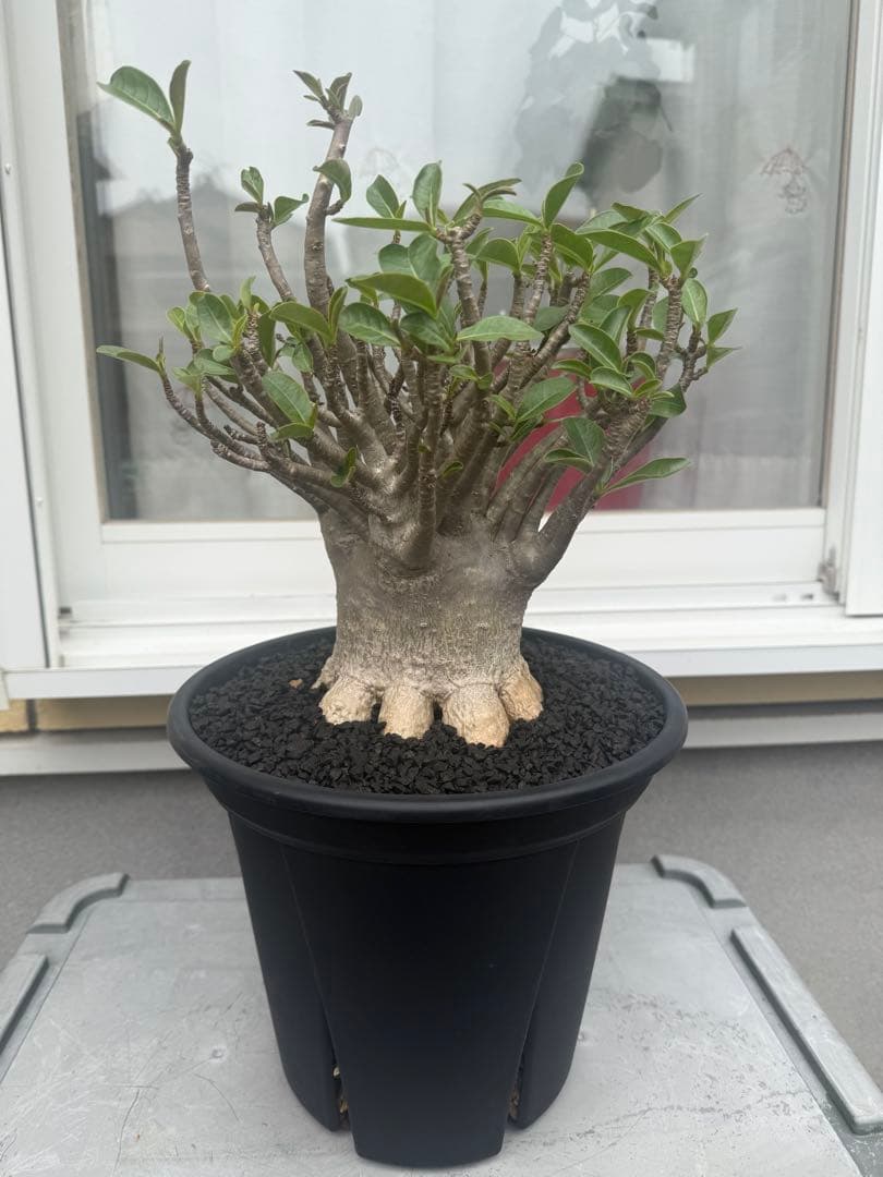 極上個体！アデニウム　ソコトラナム　メデューサ