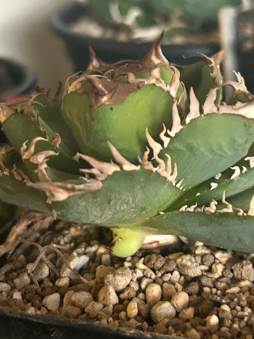 クラウン　皇冠　子株二つ付き