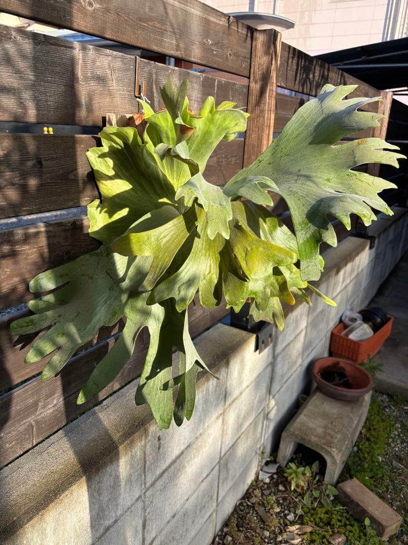 ビカクシダ　シルバーベルベット　フーンシキ　親株