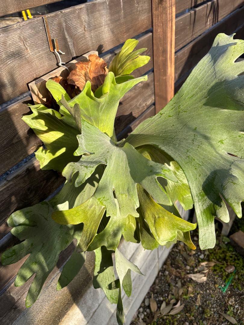 ビカクシダ　シルバーベルベット　フーンシキ　親株