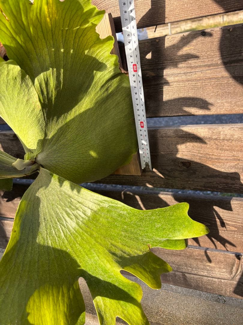 ビカクシダ　シルバーベルベット　フーンシキ　親株