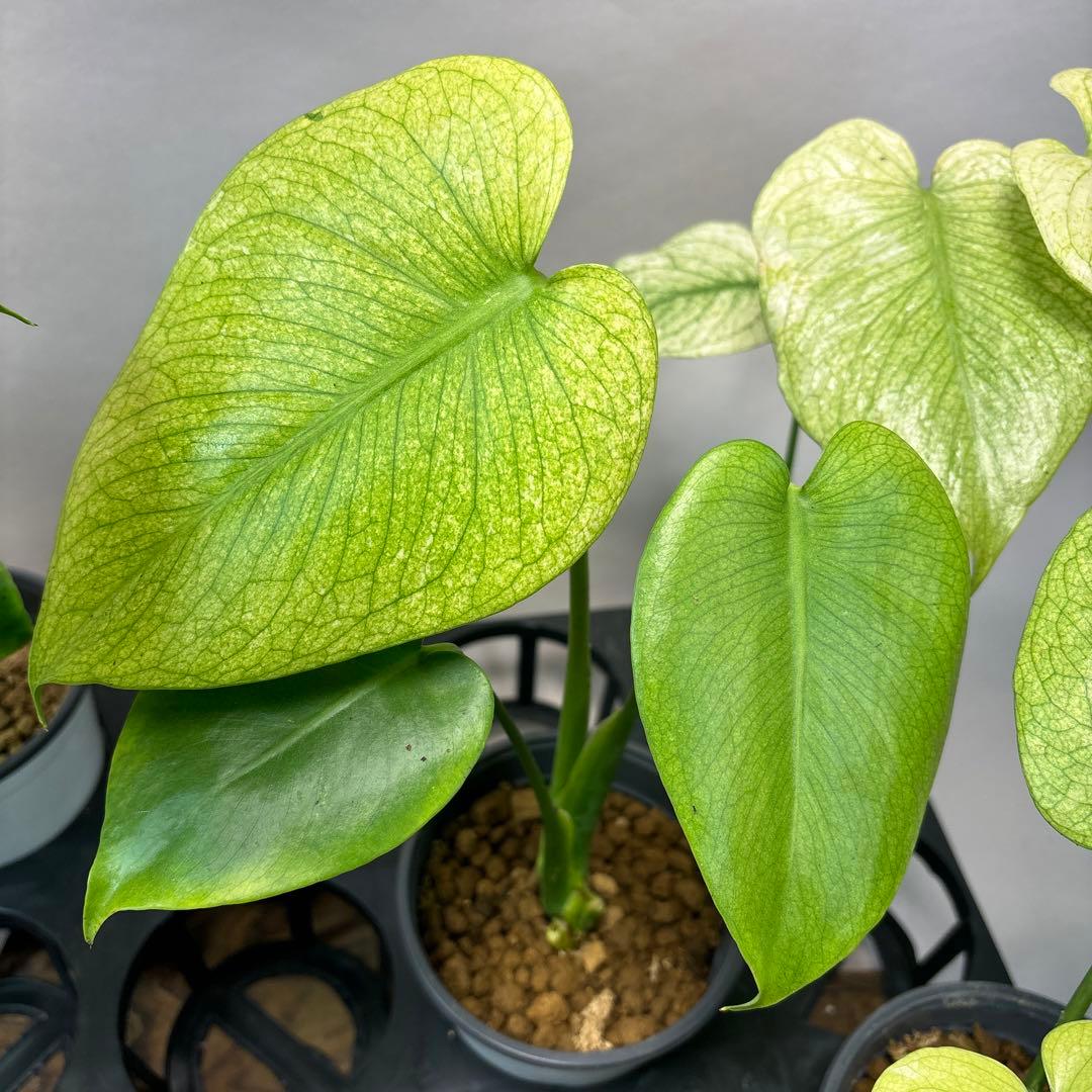 ち*え様 5株セットms49ホワイトモンスター／天津蘭 モンステラ斑入り