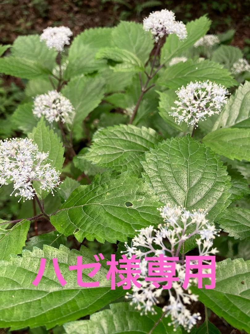 コアジサイーハゼ