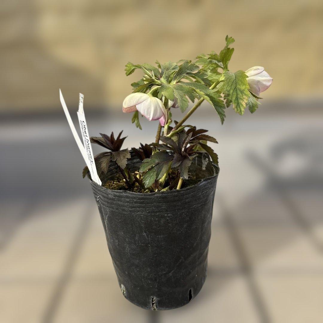 ポーセリンss 大木ナーサリー　クリスマスローズ　タグ付き　現品　開花株