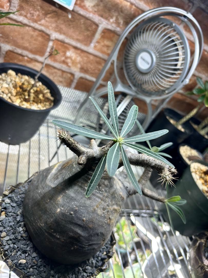 パキポディウムグラキリス　現地球　4〜6(2/2撮影)