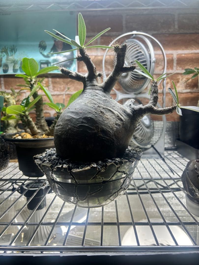 パキポディウムグラキリス　現地球　4〜6(2/2撮影)