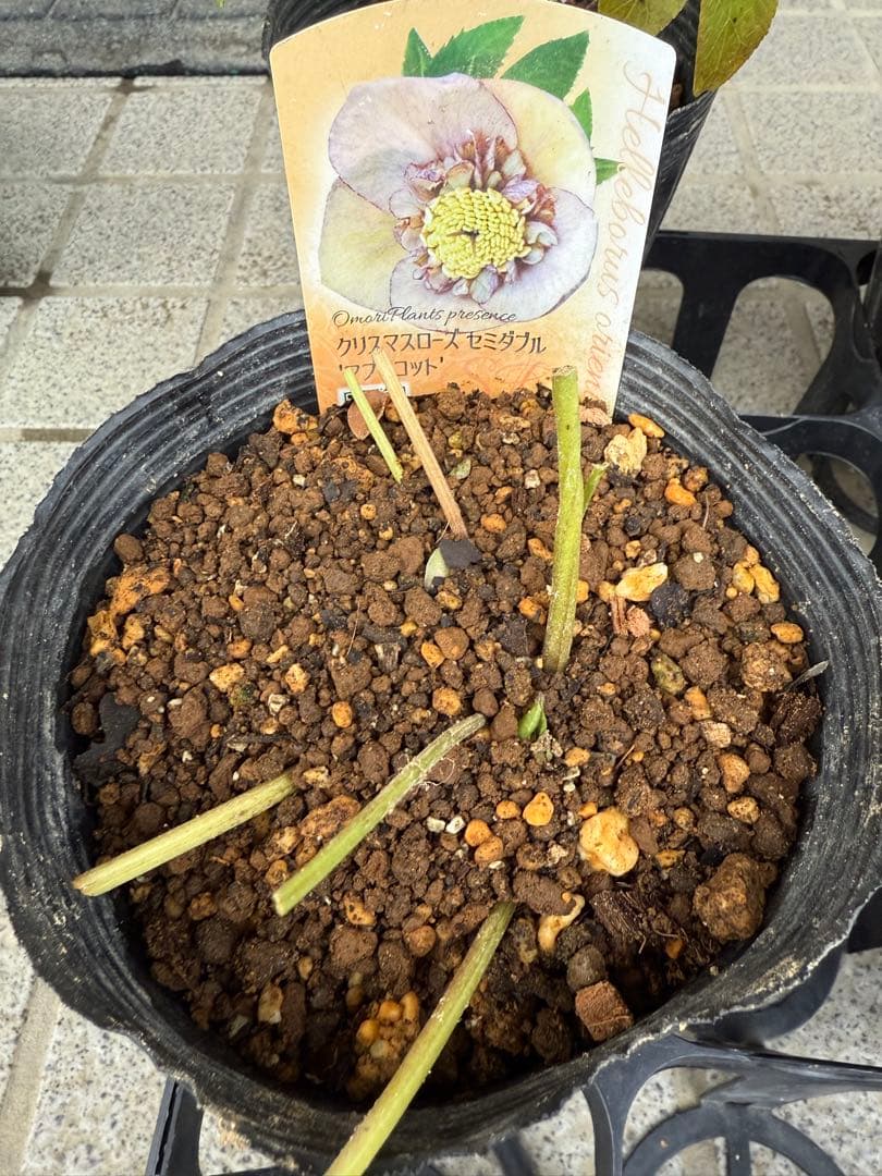 クリスマスローズ　セミダブルまとめ売り