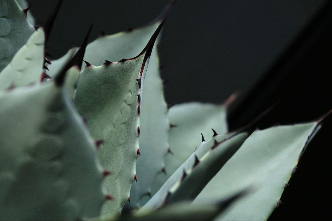 レンズ(ズーム) 3.5-4.5/16-80 SAL1680Z