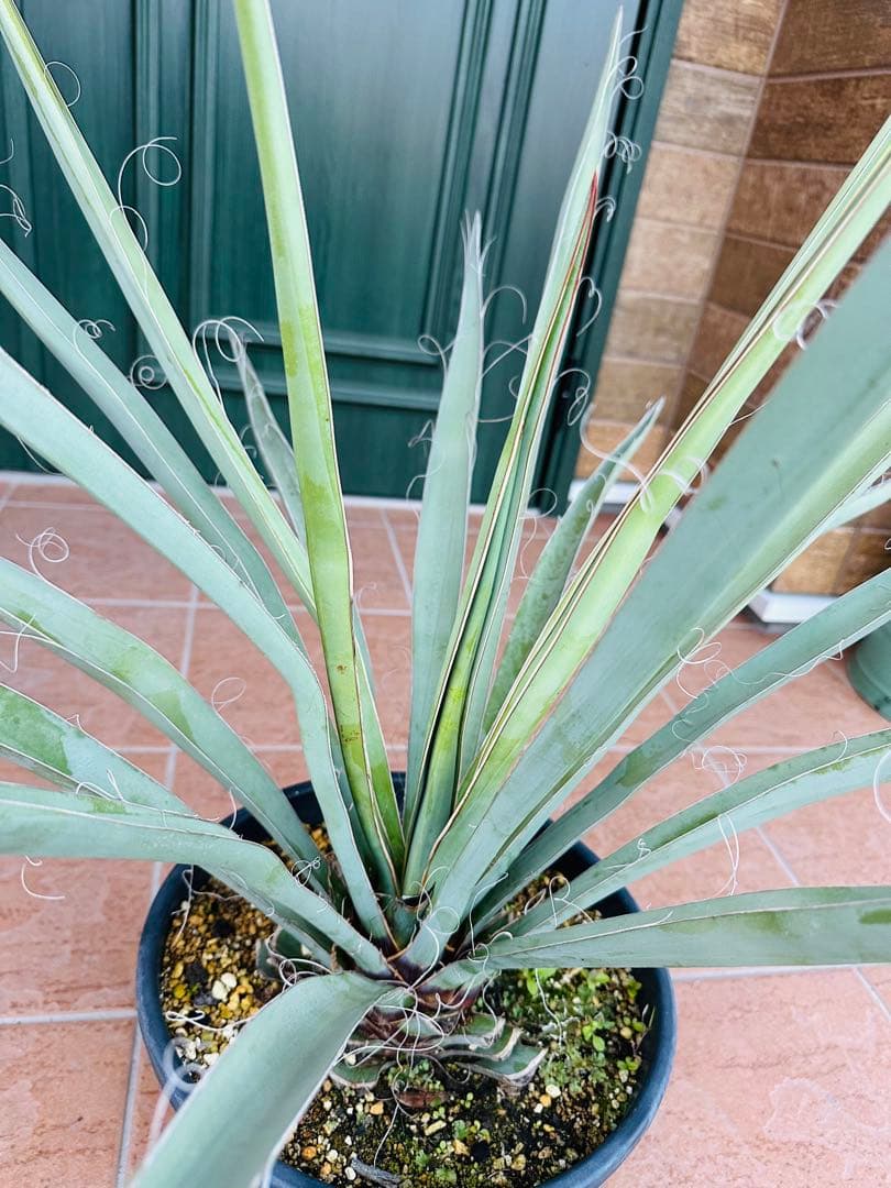 ユッカ　バッカタ　バナナユッカ　レア品種　ドライガーデン　ガーデニング