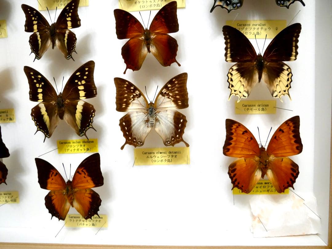 蝶標本 Caraxes フタオ 東南アジア①研究産地別コレクション 大型ドイツ箱