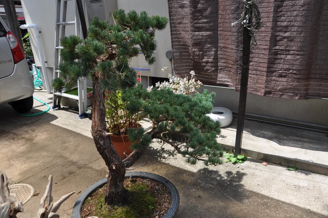 大型盆栽：四国石鎚系八房五葉松／山取後50年以上