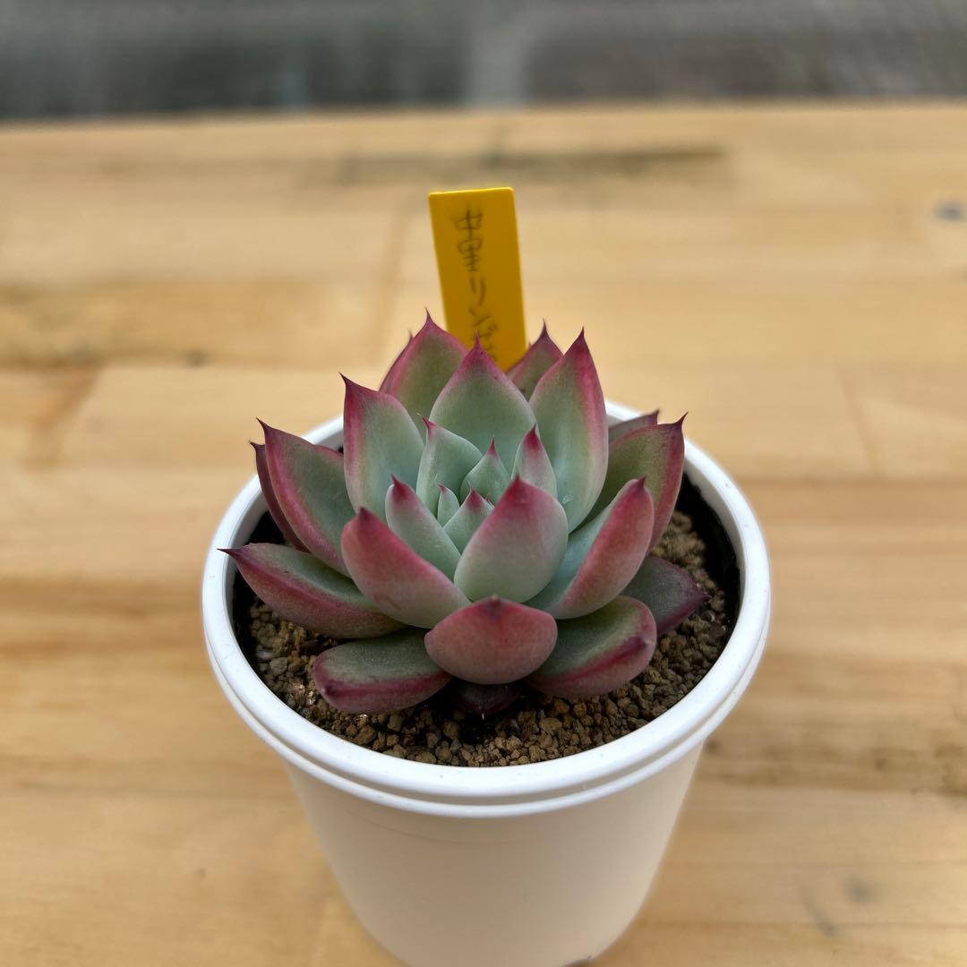 多肉植物⭐︎中里リンゼアナ⭐︎札付き