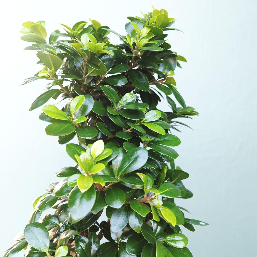 根上りガジュマル ８号 昇り龍 曲がり (現品) 陶器 ポット