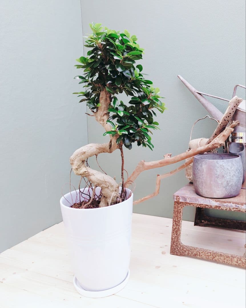 根上りガジュマル ８号 昇り龍 曲がり (現品) 陶器 ポット