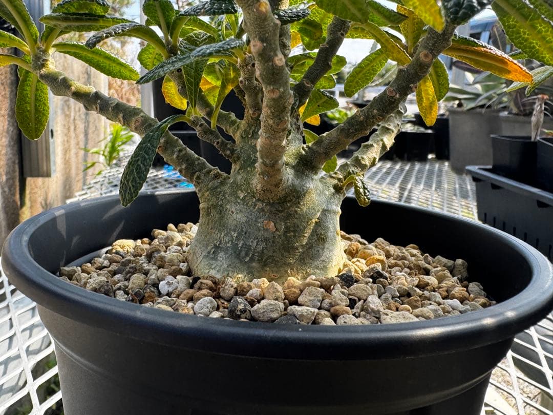 牛乳さん専用】ドルステニアギガス