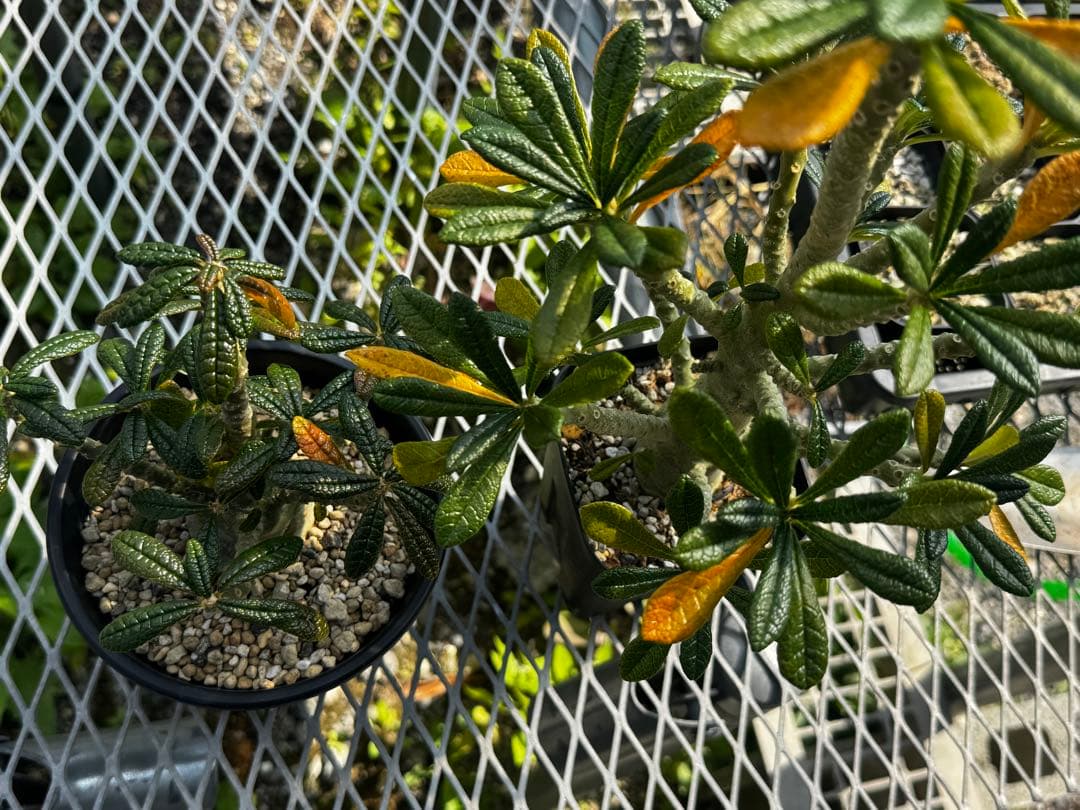 牛乳さん専用】ドルステニアギガス