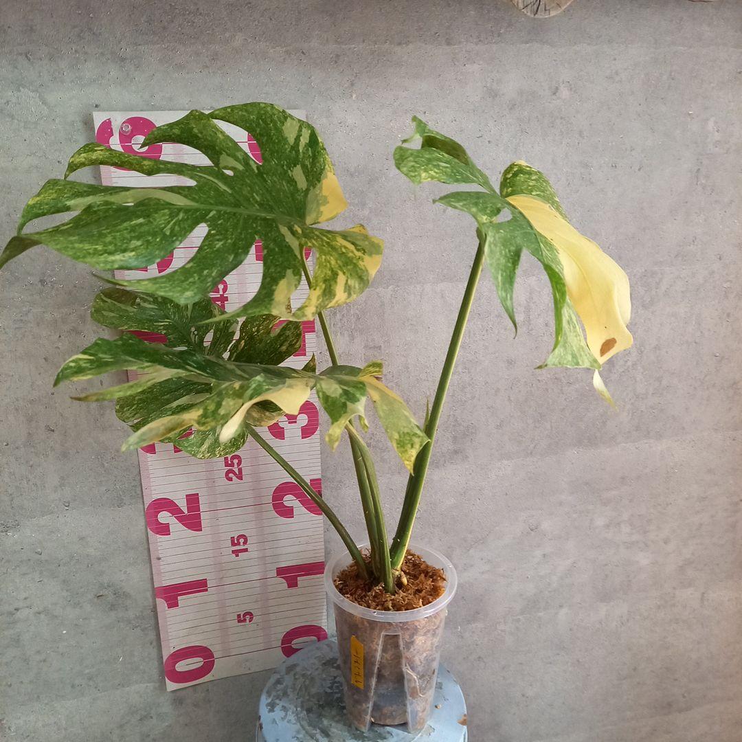 超絶希少 モンステラ デリシオーサ グリーンスノー