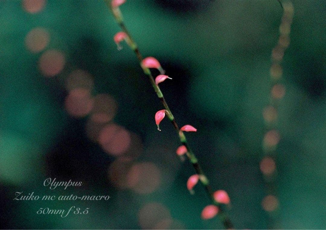 OLYMPUS OM-1／マクロレンズ★完動品＊美品＊初期保証★外装リザード本革