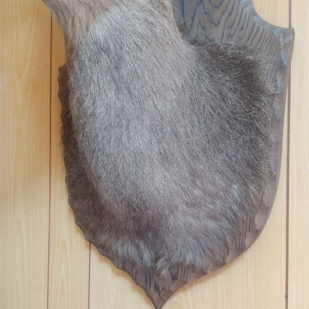ニホンジカの剥製 壁掛け
