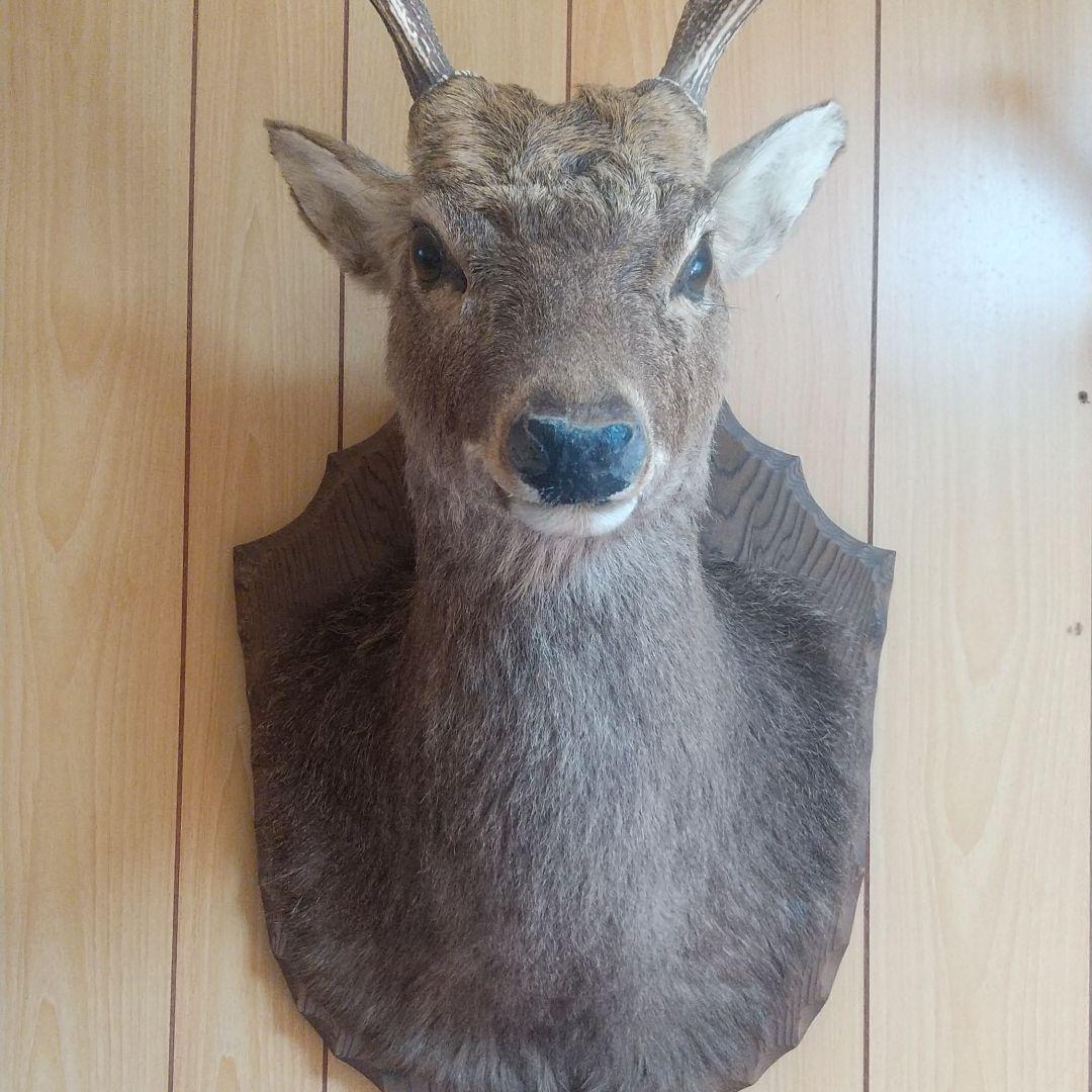 ニホンジカの剥製 壁掛け