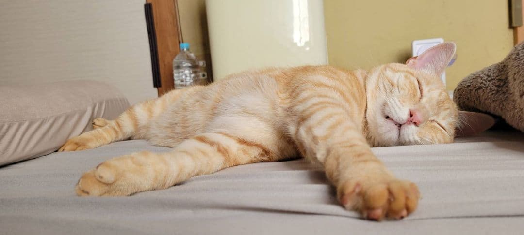 ニャオ（青いひよ子）