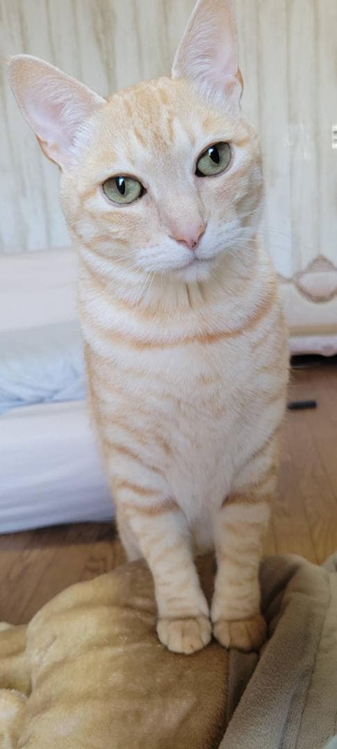 ニャオ（青いひよ子）