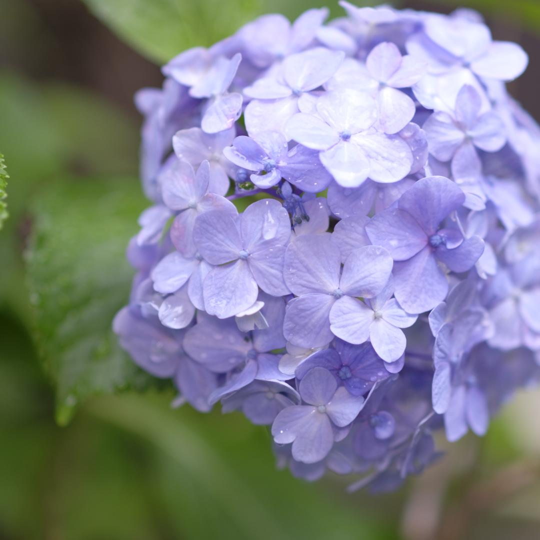 YONGNUO YN50mm F1.8X DA DSM Xマウント AF 極美