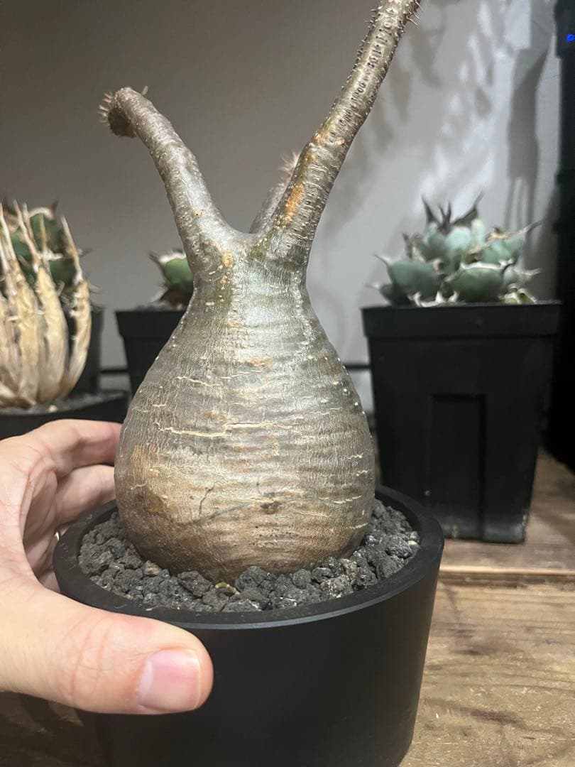 塊根植物 グラキリス　発根済み