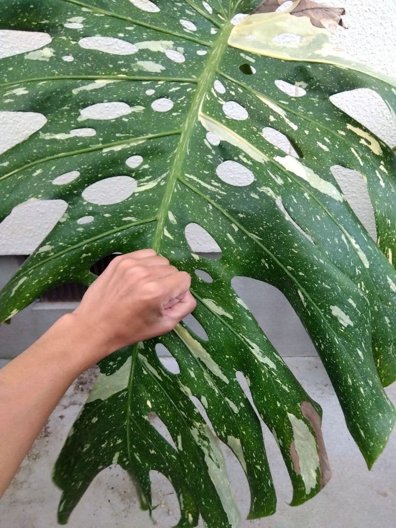 モンステラ　デリシオーサ　タイコンステレーション　斑入り　７号鉢つき　超大葉❗③
