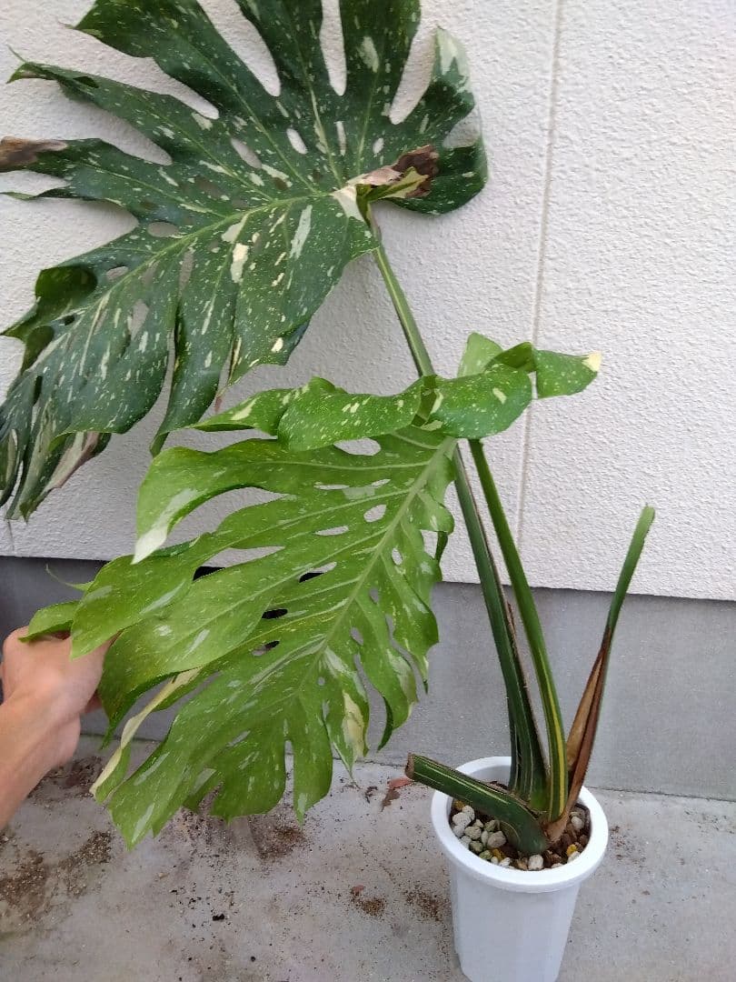 モンステラ　デリシオーサ　タイコンステレーション　斑入り　７号鉢つき　超大葉❗③