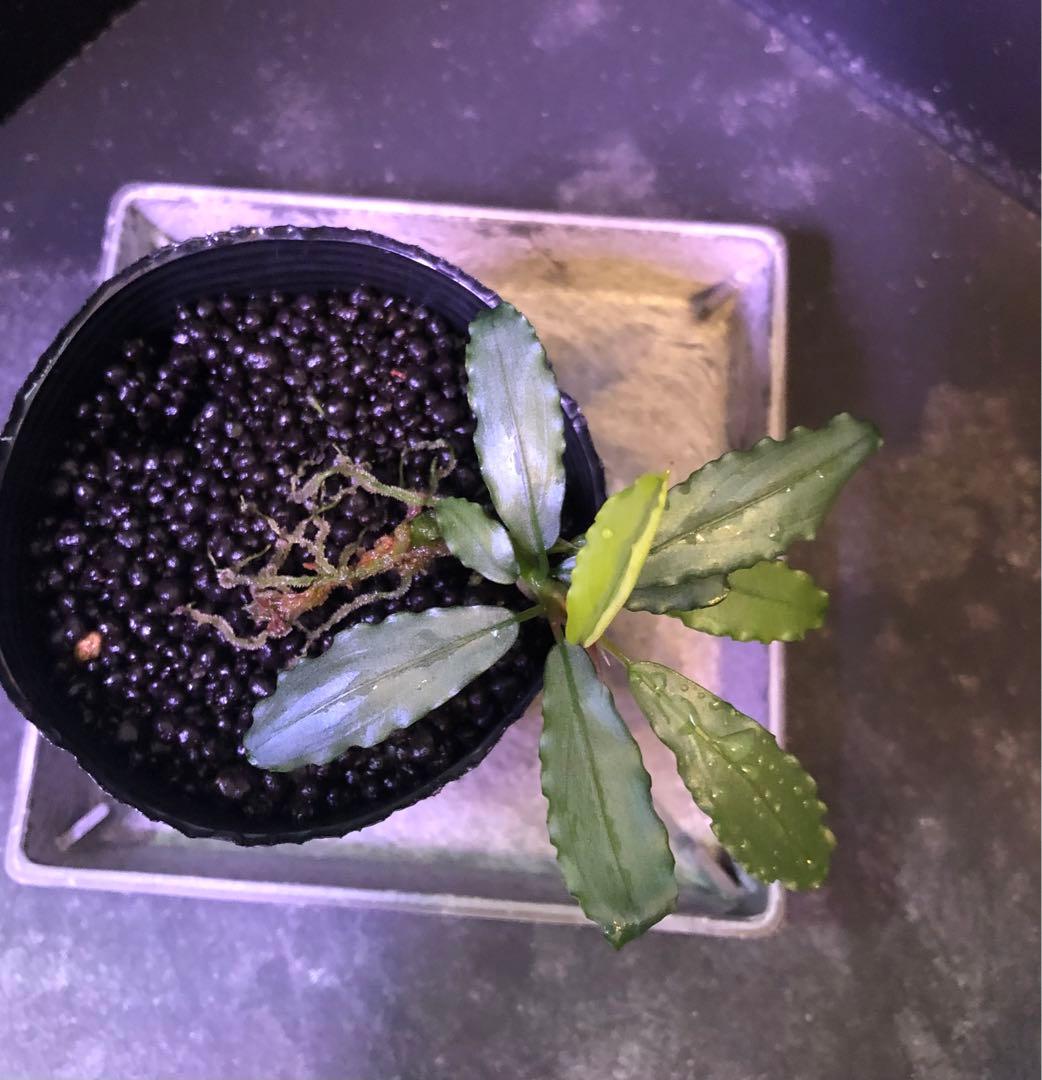 陰性水草の王様的存在【ブセファランドラ】Aurora KN便