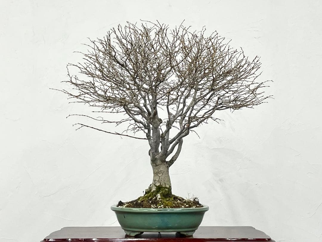 三河盆栽　ケヤキ　盆栽